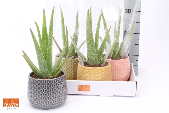 <h4>ALOE VERA</h4>
