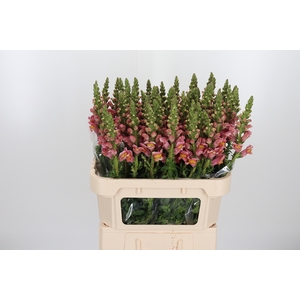 Antirrhinum Po D. Orange