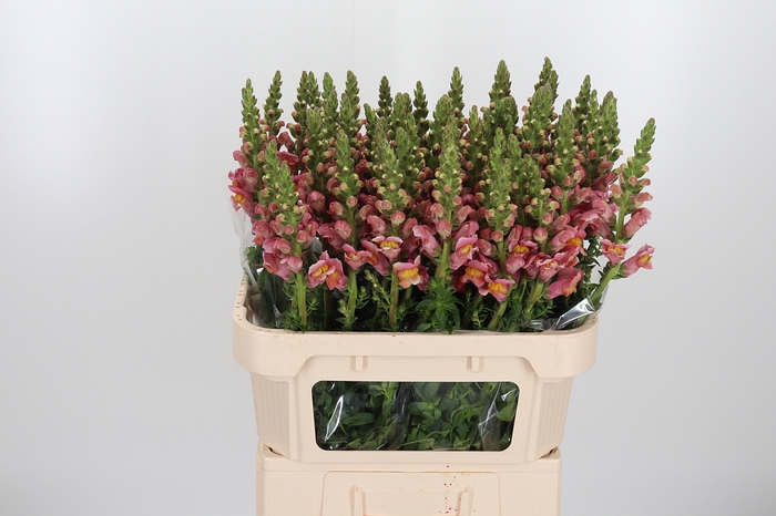 <h4>Antirrhinum Po D. Orange</h4>