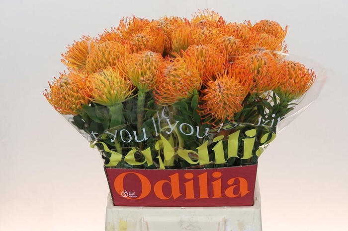 <h4>Nutans Ayoba Sun</h4>