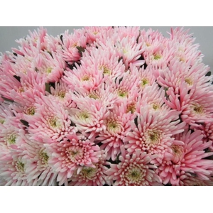 Chr G Topspin Pastel Pink