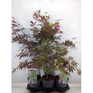Acer palmatum 'Sumi-nagashi'