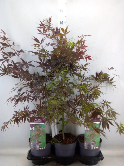 <h4>Acer palmatum 'Sumi-nagashi'</h4>