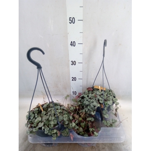 Ceropegia woodii ssp. woodii