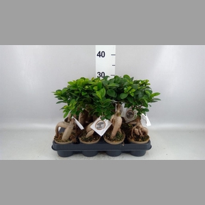 Ficus microcarpa 'Ginseng'