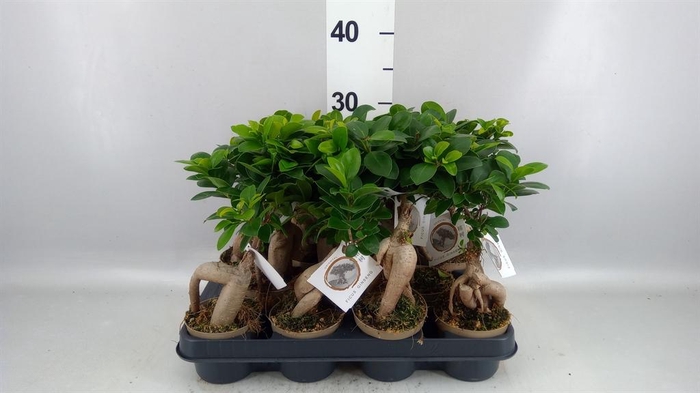 <h4>Ficus microcarpa 'Ginseng'</h4>