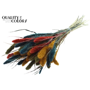 Setaria per bunch Colourful 6