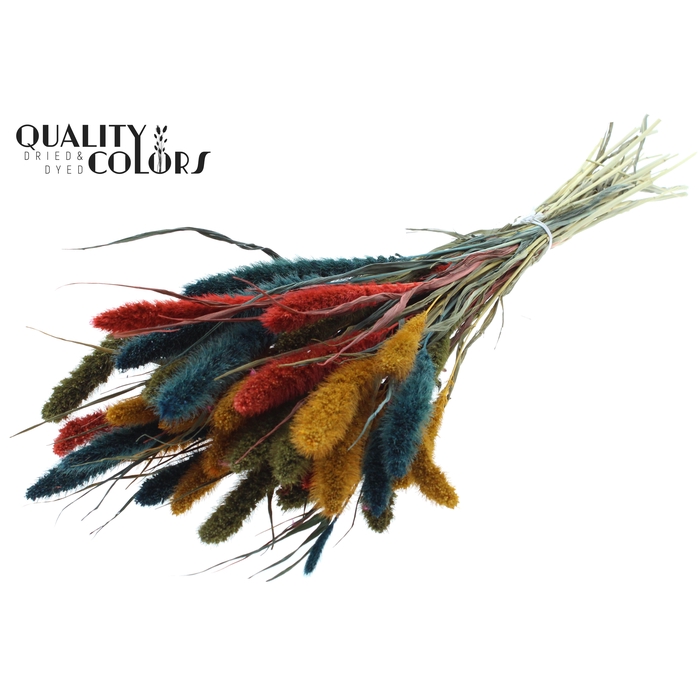 <h4>Setaria per bunch Colourful 6</h4>