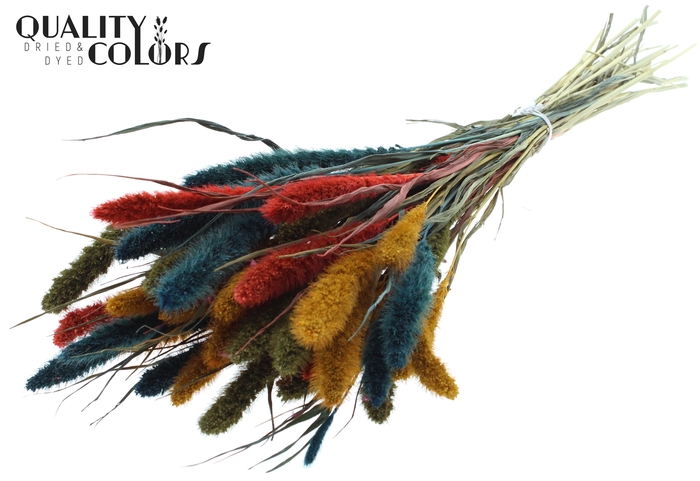 Setaria per bunch Colourful 6