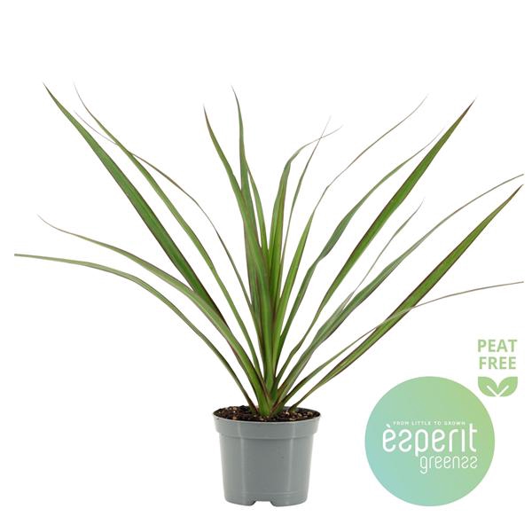 <h4>Dracaena Marginata</h4>