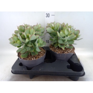 Crassula arborescens 'Curly'