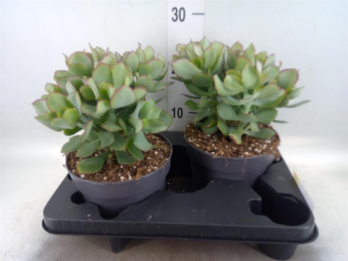 <h4>Crassula arborescens 'Curly'</h4>