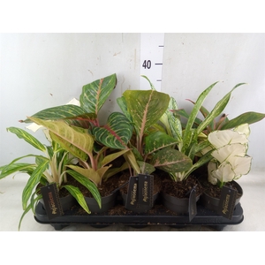 Aglaonema   ...