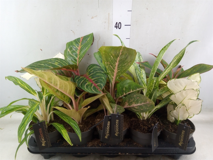 <h4>Aglaonema   ...</h4>