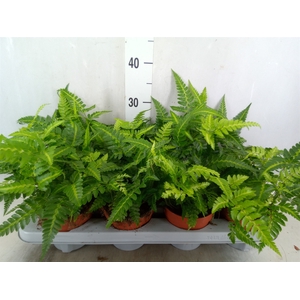 Athyrium   ...