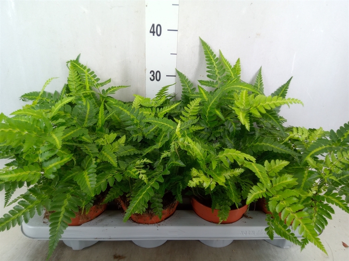 <h4>Athyrium   ...</h4>
