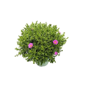 Aster Henri I Pink