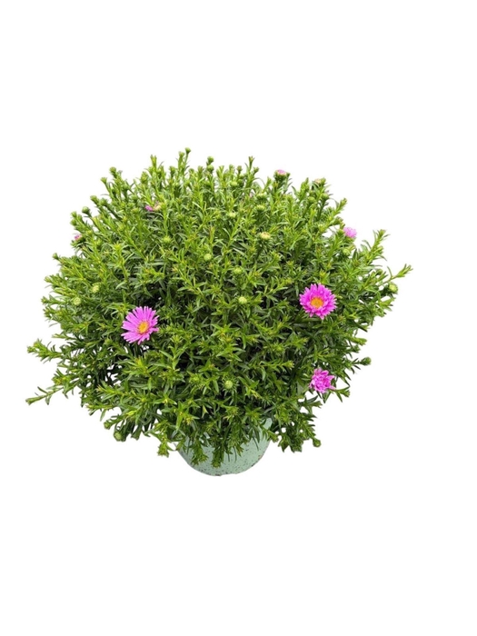 <h4>Aster Henri I Pink</h4>