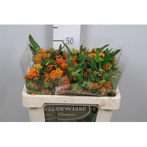 Ascl Tuberosa