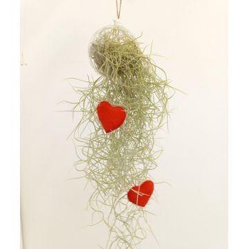 <h4>Tillandsia Usneoides Valentijn</h4>