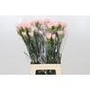 Dianthus St Sarah Pink