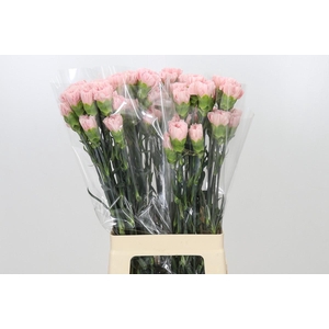 Dianthus St Sarah Pink