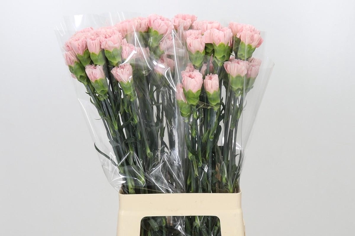 <h4>Dianthus St Sarah Pink</h4>