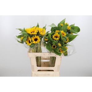 Helianthus Sunrich Orang