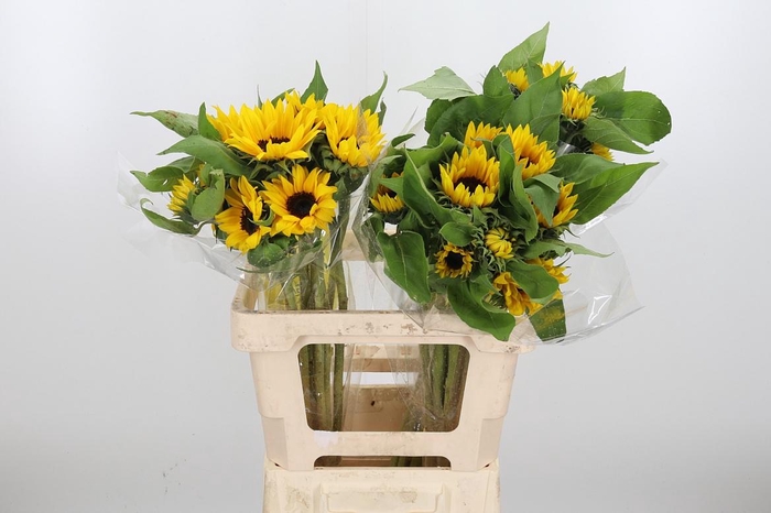 <h4>Helianthus Sunrich Orang</h4>