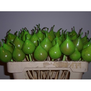 WAX PEER OP STOK H%
