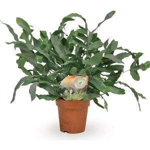 Phlebodium Blue Star