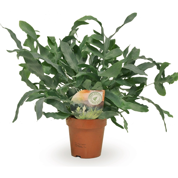 <h4>Phlebodium Blue Star</h4>