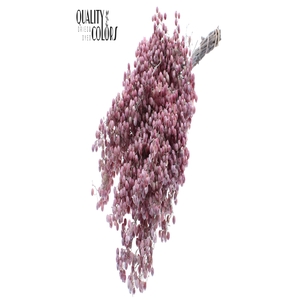 Dried schinus mollis paint frosted white