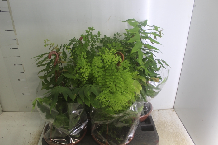 <h4>AVENCA VARIADA C21</h4>