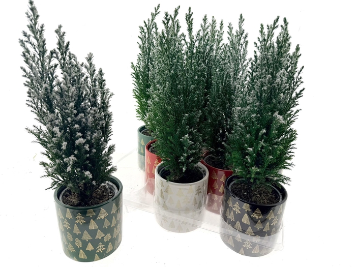 <h4>CHAM L ELLWOODII</h4>