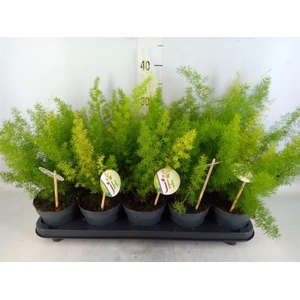 Asparagus dens. 'Meyers'