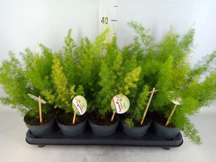 <h4>Asparagus dens. 'Meyers'</h4>