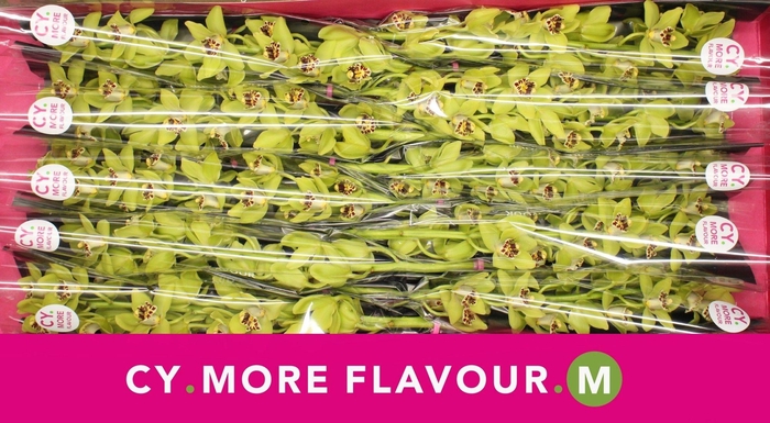 <h4>Mini cymbidium 'Pistachio' 60 cm</h4>