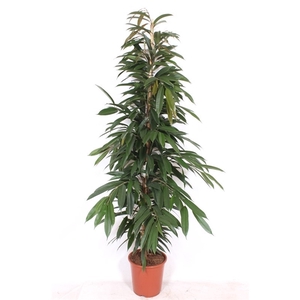 Ficus Amstel King