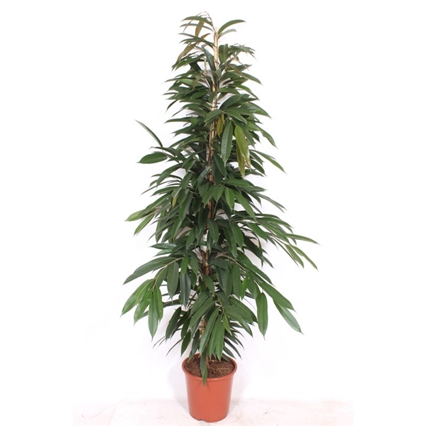 <h4>Ficus Amstel King</h4>