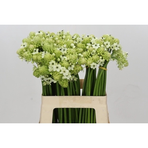 Ornithogalum Saundersiae