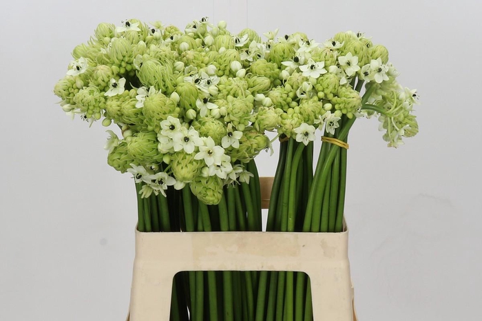 <h4>Ornithogalum Saundersiae</h4>