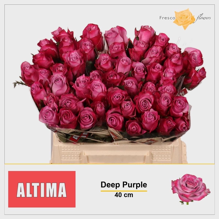 <h4>R GR DEEP PURPLE</h4>