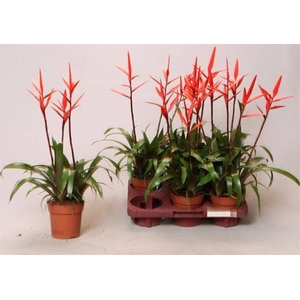 Vriesea Elan 12Ø 50cm