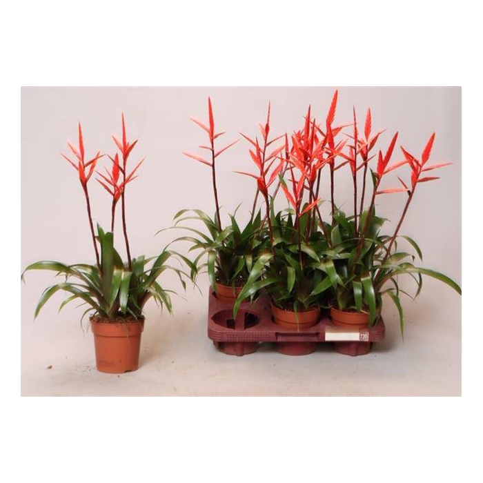 <h4>Vriesea Elan 12Ø 50cm</h4>