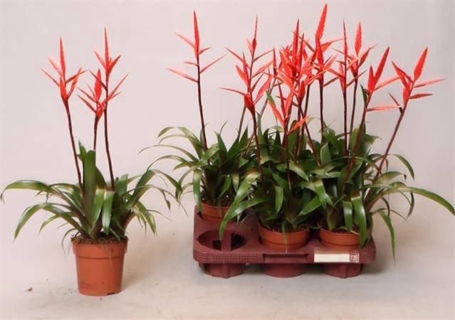 Vriesea Elan 12Ø 50cm