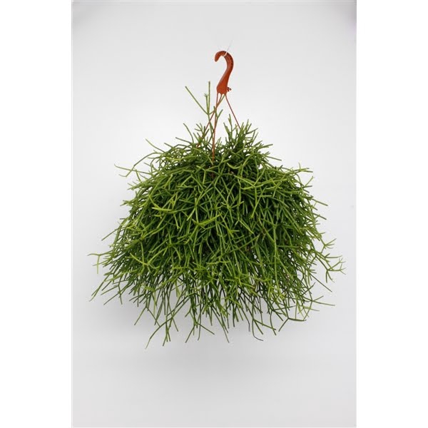 <h4>Rhipsalis Heteroclada</h4>