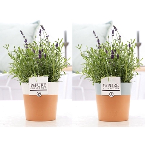 Lavandula Hidcote in P&PURE Terra Cotta 4 assorti 2