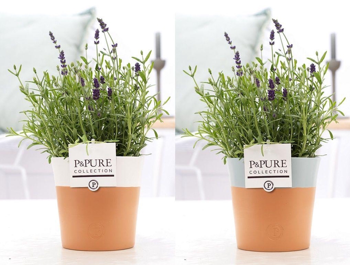 <h4>Lavandula Hidcote in P&PURE Terra Cotta 4 assorti 2</h4>