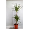 Dracaena marg.